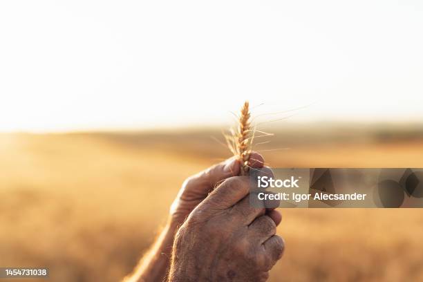 Hand Holding Branch Of Wheat In The Field Stock Photo - Download Image Now - Wheat, Plantation, Agriculture
