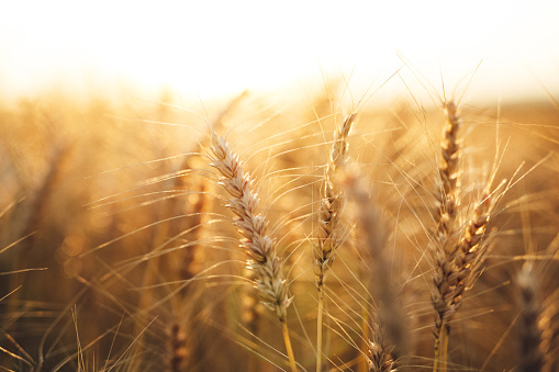 Golden wheat field with blue sky in background