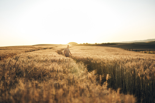 Senior farmer walking in wheat field