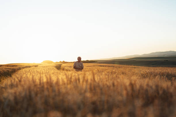 istock Senior farmer walking in wheat field 1454731049
