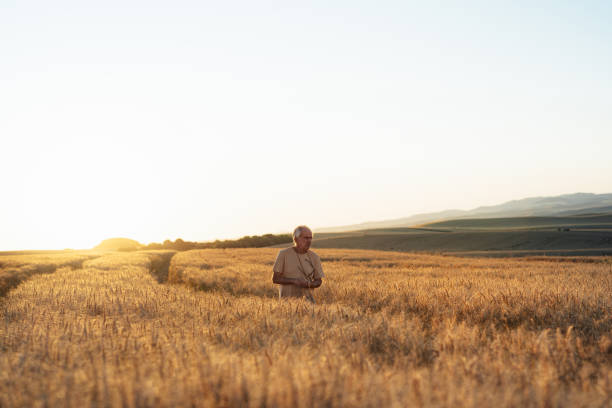 istock Senior farmer walking in wheat field 1454731050