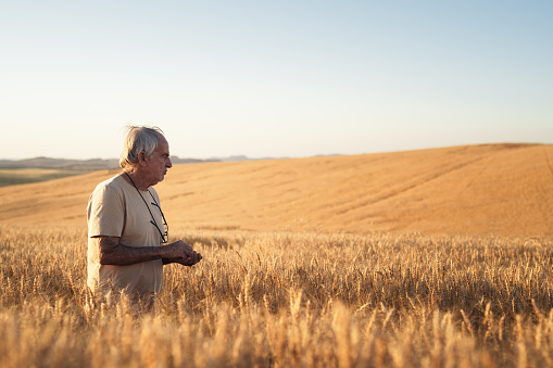 Senior farmer walking in wheat field