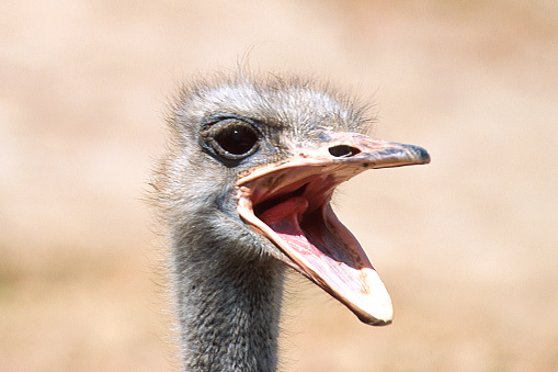A close up photograph of an Ostrich's face with open beak from the Serengeti national park nature reserve.
