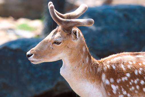 A close up photograph of the head of a Sika deer from the Serengeti national park nature reserve.