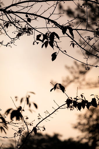 Natural scene of close up on silhouetted branches and leaves on dry trees during winter season with orange sky.