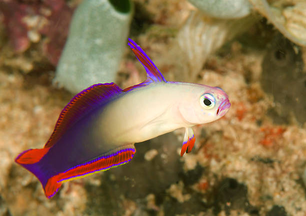 Decorated Dart Goby swims over corals stock photo