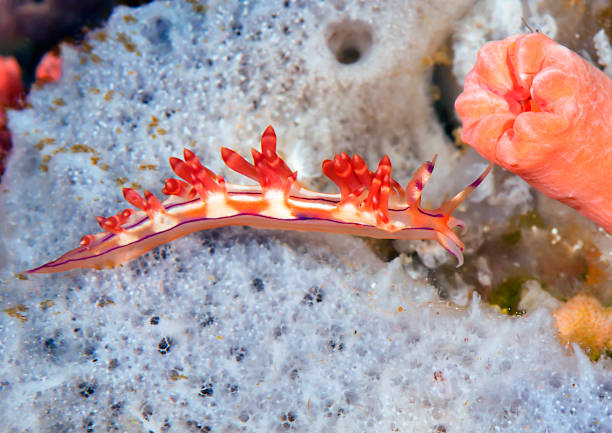 Flabellina rubrolineata crawls on corals of Bali, Indonesia stock photo