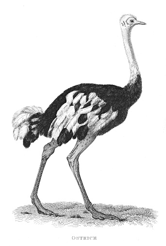 Ostrich engraving 1809