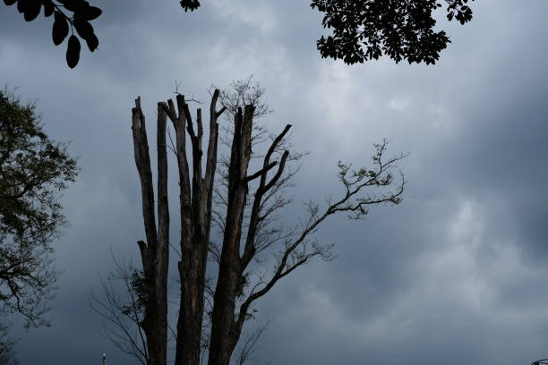 Silhouette of dead tree against gloomy sky