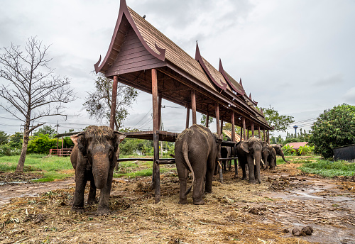 Group of Indian Elephants under protection in a kraal in Thailand.