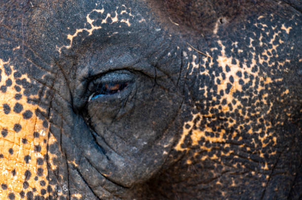 istock Close up of Indian Elephants eye and face. 1454739345