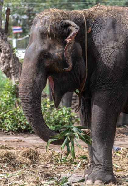 istock Close up of Indian Elephants eye and face. 1454739478