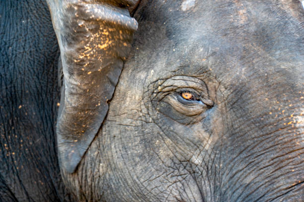 istock Close up of Indian Elephants eye and face. 1454739552