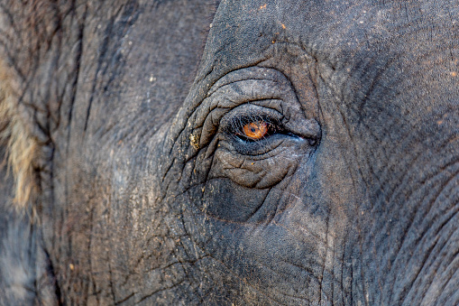 Close up of Indian Elephants eye and face.