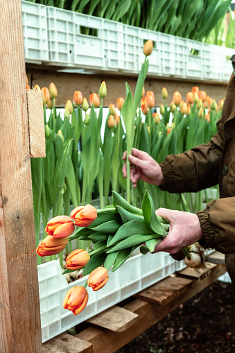 A greenhouse worker cuts coral tulips in the greenhouse for sale.Small business.Spring concept,gardening.Women's and Mother's Day.Hands close up,selective focus.