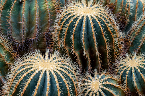 Barrel Cactus growing in an arid garden.