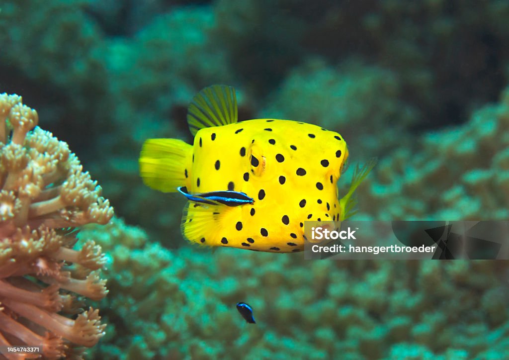 Yellow boxfish juvenile ( ostracion  cubicum )  with cleaner wrasse in symbiotic relationship. Yellow boxfish being cleaned by bluestreak cleaner wrasse ( labroides dimidiatus ) at cleaning station , Bali, Indonesia. Sea Life Stock Photo