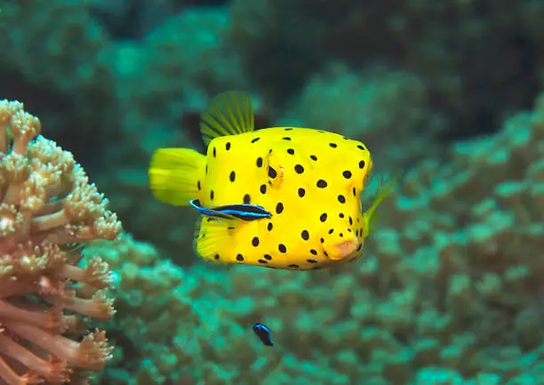 Yellow boxfish being cleaned by bluestreak cleaner wrasse ( labroides dimidiatus ) at cleaning station , Bali, Indonesia.