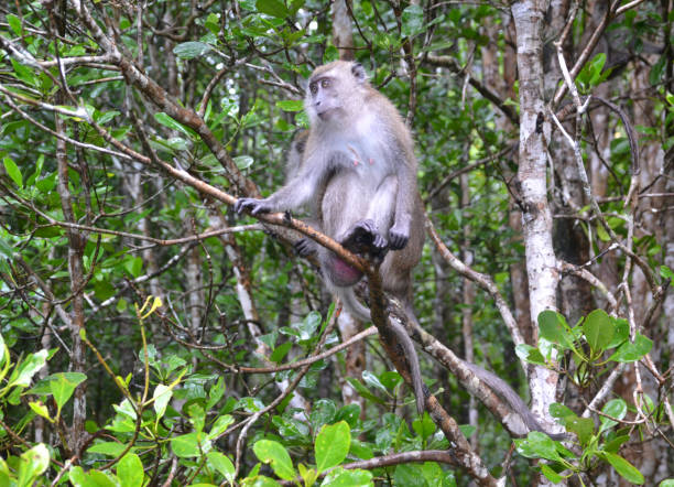 istock malaysia, langkawi, monkey, animal, wildlife 1454743567