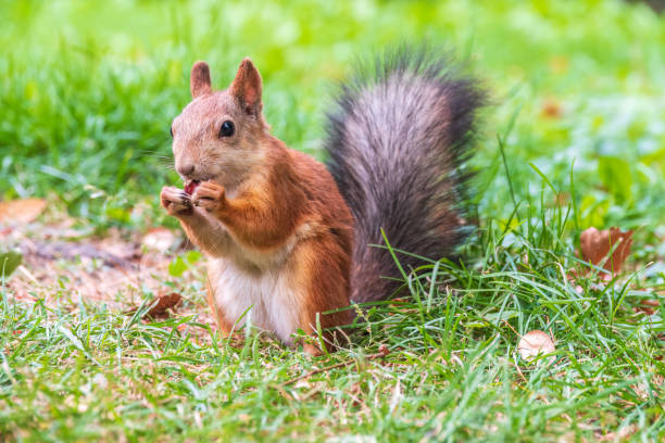 istock Autumn squirrel with nut sits on green grass with fallen yellow leaves 1454745536