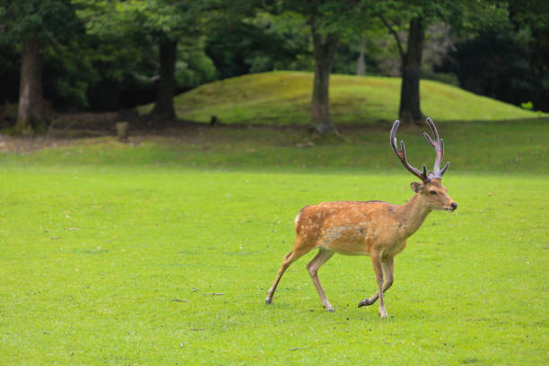 istock A stag runs on a lawn in Tobihino Nara 1454747339
