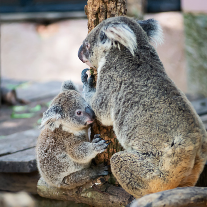Koala Salvaje En Un Retrato De Árbol Foto de stock y más banco de imágenes de Aire libre - Aire libre, Animal, Belleza de la naturaleza - iStock Koala Salvaje En Un Retrato De Árbol Foto de stock y más banco de imágenes de Aire libre - Aire libre, Animal, Belleza de la naturaleza - iStock