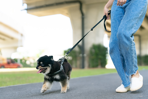 Happy young asian woman walking on the road in the park with her dog. Pet lover concept