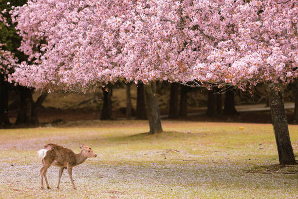 istock A deer in cherry blossoms in full bloom 1454752749
