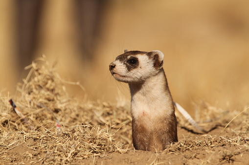Black footed ferret being reintroduced to southwest Colorado