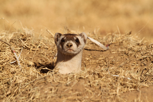 Black footed ferret being reintroduced to southwest Colorado