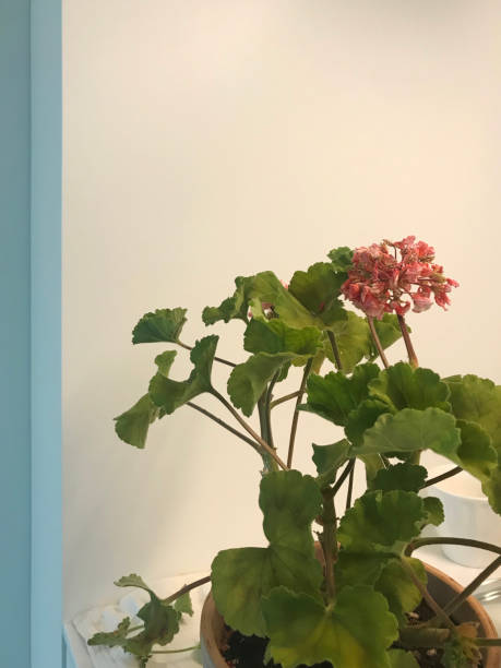 istock A withered pink geranium with fresh leaves in a white room 1454753859