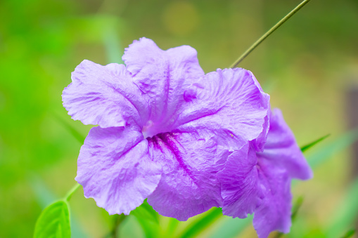 Close up Ruellia or Kencana Ungu or Ruellia brittoniana or Ruellia tuberosa or Purple Ruellia Flower blooming on blur background.