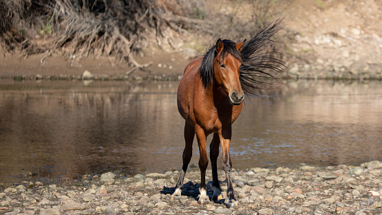 Bright orange bay mare wild horse with tail flying in the wind next to the Salt River outside Phoenex Arizona United States