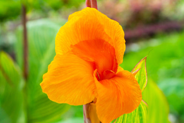 istock Orange color canna flower, top view angle 1454755720