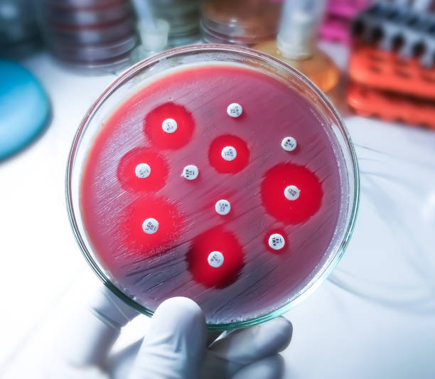istock Antimicrobial susceptibility testing in petri dish. Antibiotic resistance of bacteria 1454755854