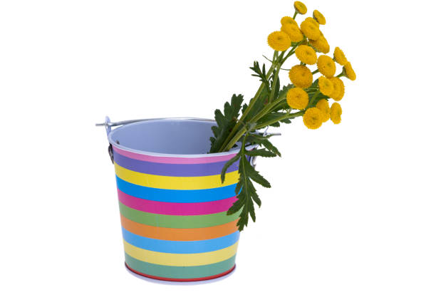 decorative bucket with tansy isolated on white background