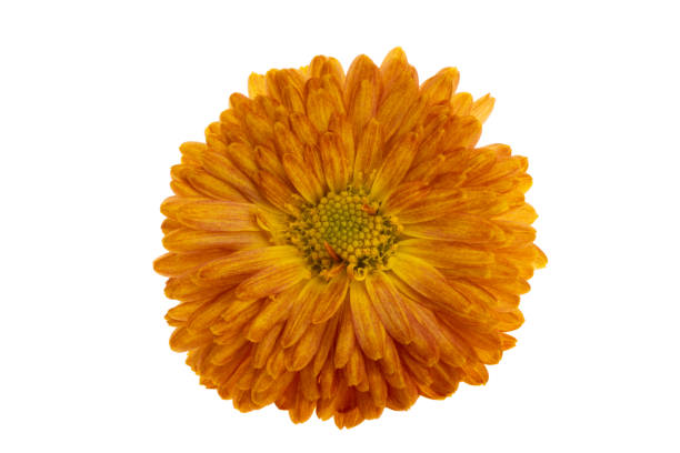 chrysanthemum orange isolated on white background