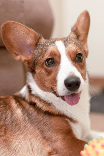 istock Welsh Corgi Pembroke. Pets. A thoroughbred dog 1454757834