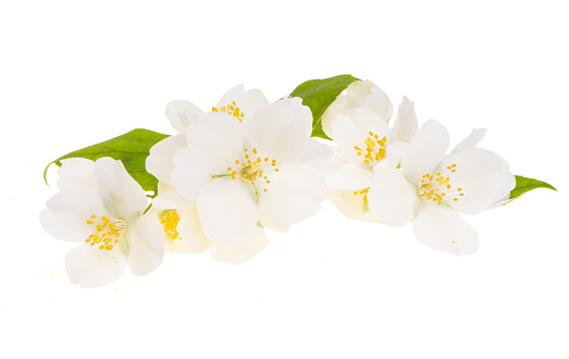 jasmine flower isolated on white background