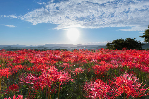 Full-blown Lycoris is in morning light.Beautiful red color is very bright under the blue sky.