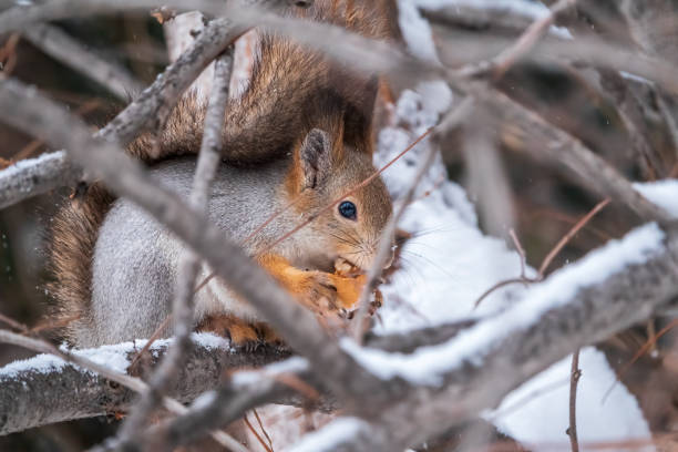 istock The squirrel with nut sits on tree in the winter or late autumn. 1454760098