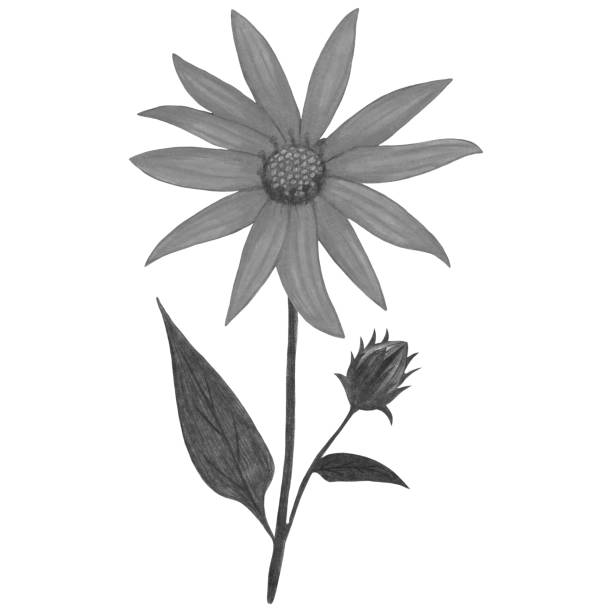 istock Hand Drawn Black and White Topinambur with Leaves Isolated on White Background. 1454760525