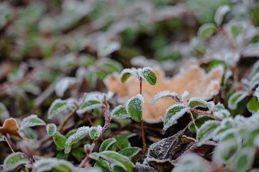 Close-up picture of green leaves with first snow on them in frosty garden. Green leaves covered with the first snow. Snowflakes on green plant leaves