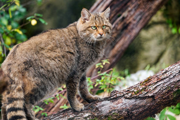 istock Male wildcat posing on the branch 1454761370