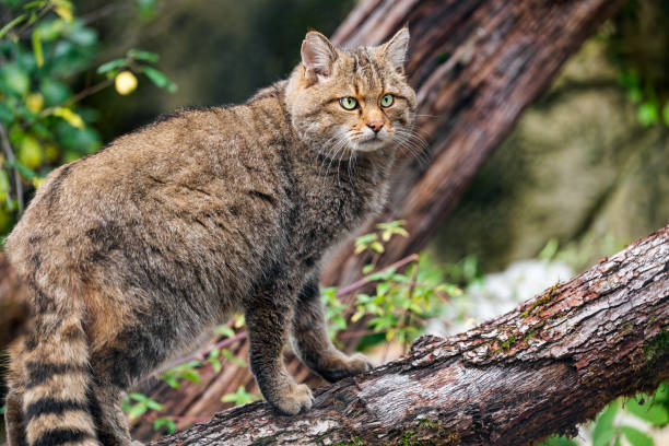 gato selvagem macho posando no galho - bobcat wildcat undomesticated cat animal - fotografias e filmes do acervo