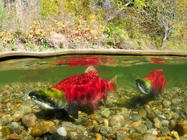 Sockeye Salmon in the Adams River A split image of two male Sockeye Salmon in the Adams River, BC. salmon underwater stock pictures, royalty-free photos & images