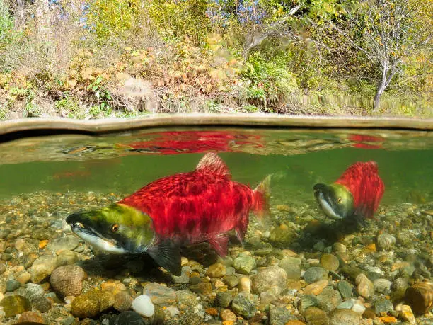 A split image of two male Sockeye Salmon in the Adams River, BC.