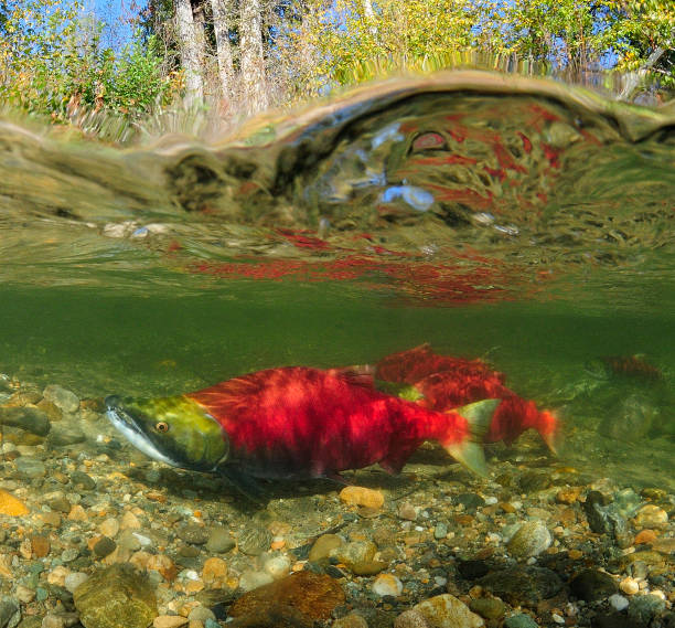 A split image of Sockeye Salmon in the Adams River, BC.