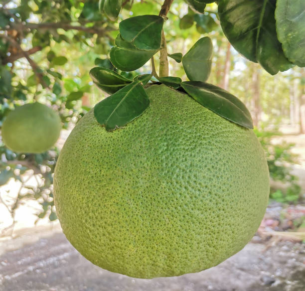 istock green pomelo hanging on branch of the tree 1454763882