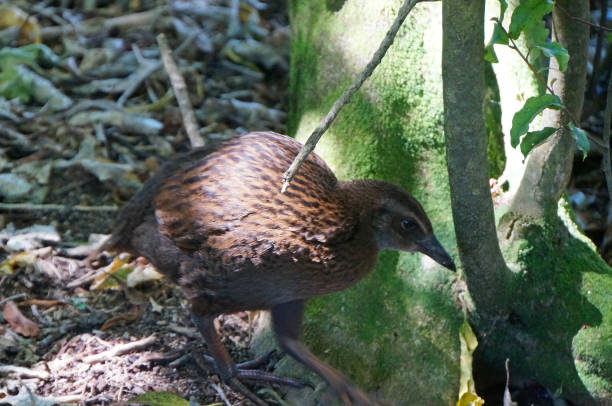 istock Weka in New Zealand 1454764515